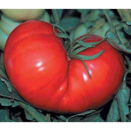 Tomato Beefsteak Garden Heirloom Vegetable - Bulk 8,000 (Best Heirloom Tomato Seeds)