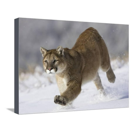 puma montaña puma montaña
