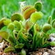 thumbnail image 5 of Tierra para macetas con musgo Sphagnum para plantas carnívoras, orquídeas, sarracenias, plantas de jarra y más, totalmente natural (4 cuartos de galón), 5 of 5