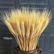 thumbnail image 1 of 100pcs Artificial Natural Wheat Dried Flowers Bouquet Simulation Plant Living Room Decoration, 1 of 5