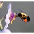 thumbnail image 1 of 100 WHITE BLUSH VERBASCUM Blattaria Albiflorum Moth Mullein Flower Seeds, 1 of 7