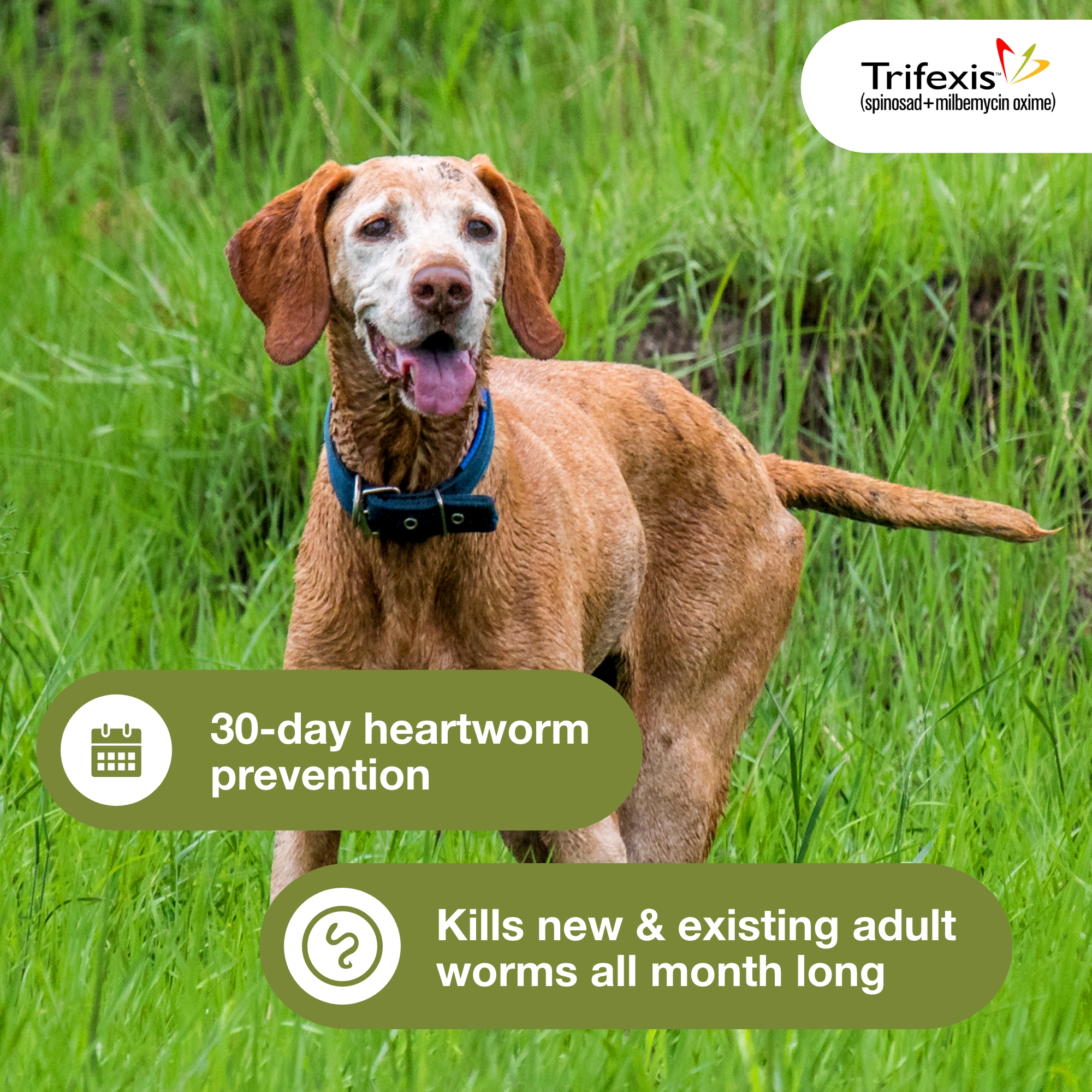Best price on trifexis for dogs hot sale