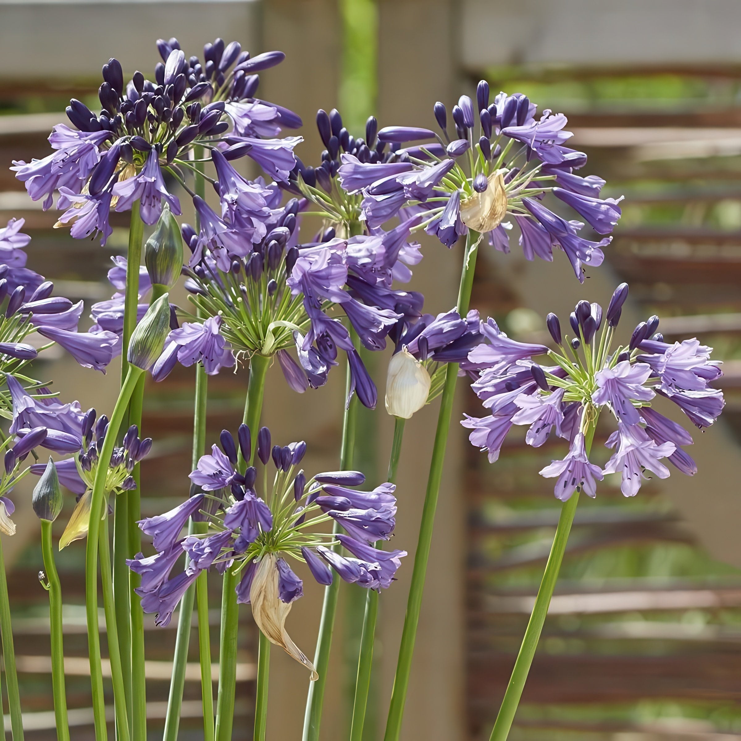 National Plant Network 1 gal. Agapanthus Ever Amethyst Live Perennial Plant