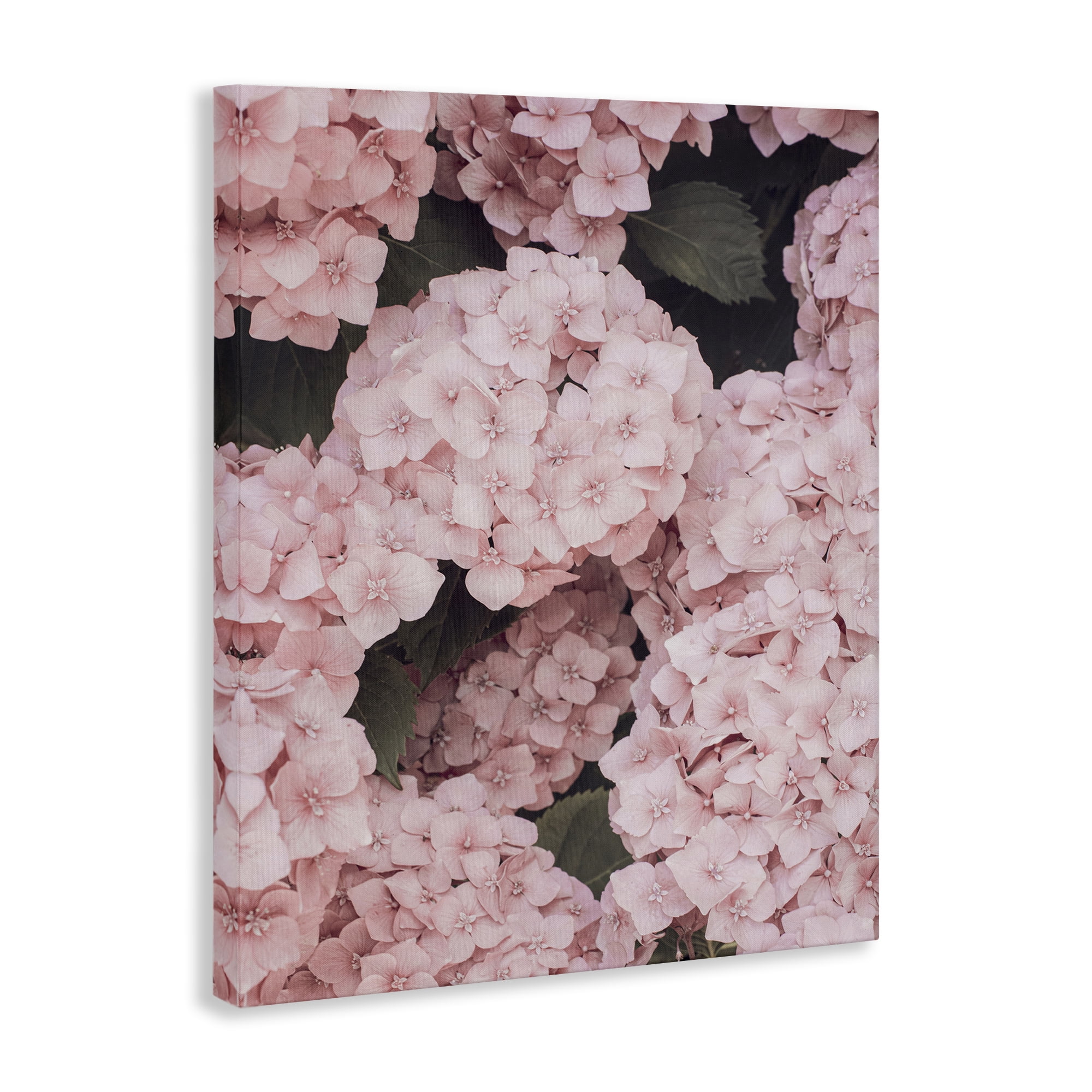 Stupell Industries Pink Hydrangea Blossoms Plants & Flowers Photography Wrapped Canvas Art Print Wall Art, 24 x 30