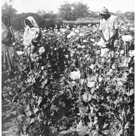India Poppy Field 1924 Nlancing Poppy Pods To Extract Opium In India Photograph From An English Newspaper Of 1924 Poster Print by Granger (Best Newspaper In India)