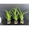 thumbnail image 2 of 3 Pack Airplane Spider Plant - Live Indoor Houseplant | Air-Purifying, Low Maintenance, Thrives in Home & Office | Live Plants Indoor, Variegated Houseplant, 2 of 5