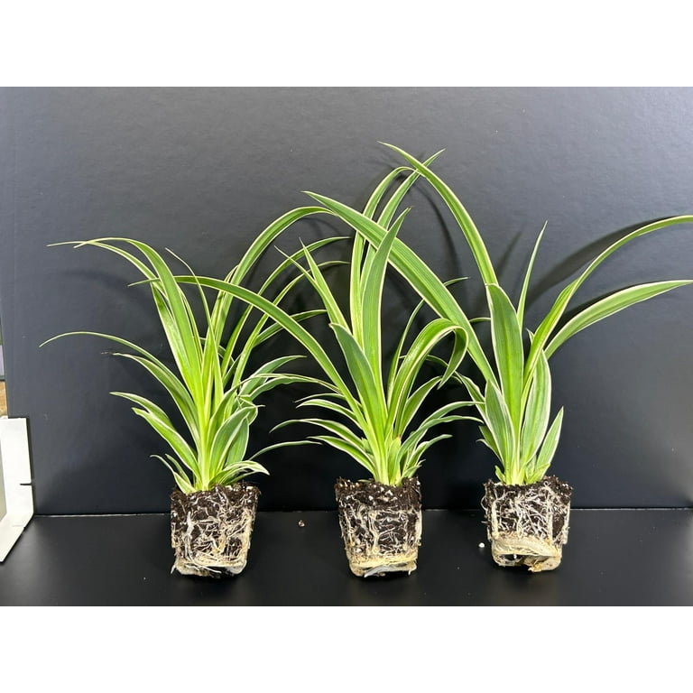 asiatic orange lily Hybrid Lilies - Orange - 120 Stems main image 0