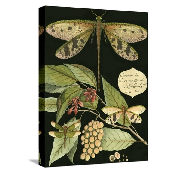 Art.com Whimsical Dragonfly on Black I Stretched Canvas Print Wall Art, 12" x 16"