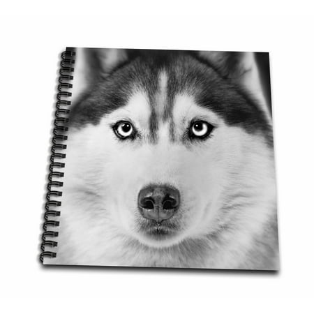 3dRose Siberian husky - Mini Notepad, 4 by 4-inch