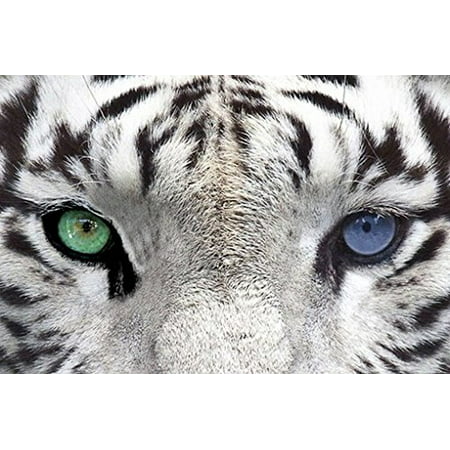 White Tiger Eyes Poster Amazing Eyes Closeup New 24x36 Walmart