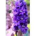 thumbnail image 6 of Seedville 500 Purple Rocket Larkspur Delphinium Flower Seed, Attracts Bees, Butterflies, Birds, 6 of 8