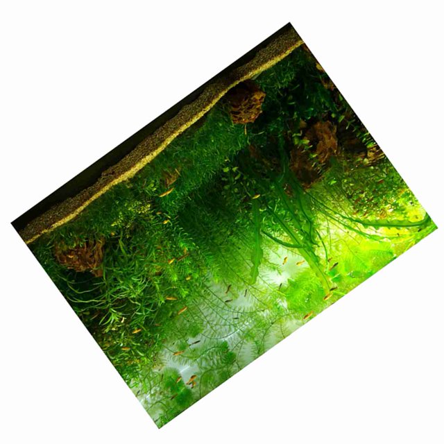 Fondo de Pecera, Fondo de Acuario, Decreto de Terrario, Estilo de Hierba de Agua, Póster de Acuario, Adhesivo de Pvc, Decreto de Papel, Calcomanías Adhesivas