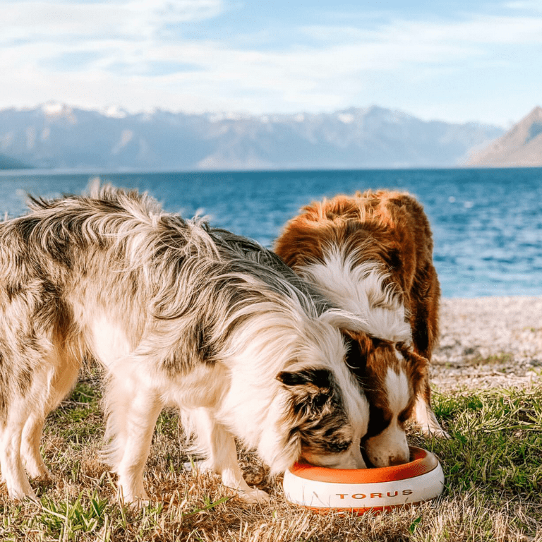 Torus Pet  TORUS™ is a portable pet filtered water bowl for travel and home