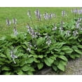 thumbnail image 5 of Purple Flowering Hosta Plants, 5 of 5