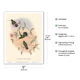 thumbnail image 2 of Hummingbirds on Branch - Veruguan Lance-Bill (Dorifera Veraguensis) - Vintage Colored Engraving by John Gould c.1800s - Master Art Print (Unframed) 9in x 12in, 2 of 4