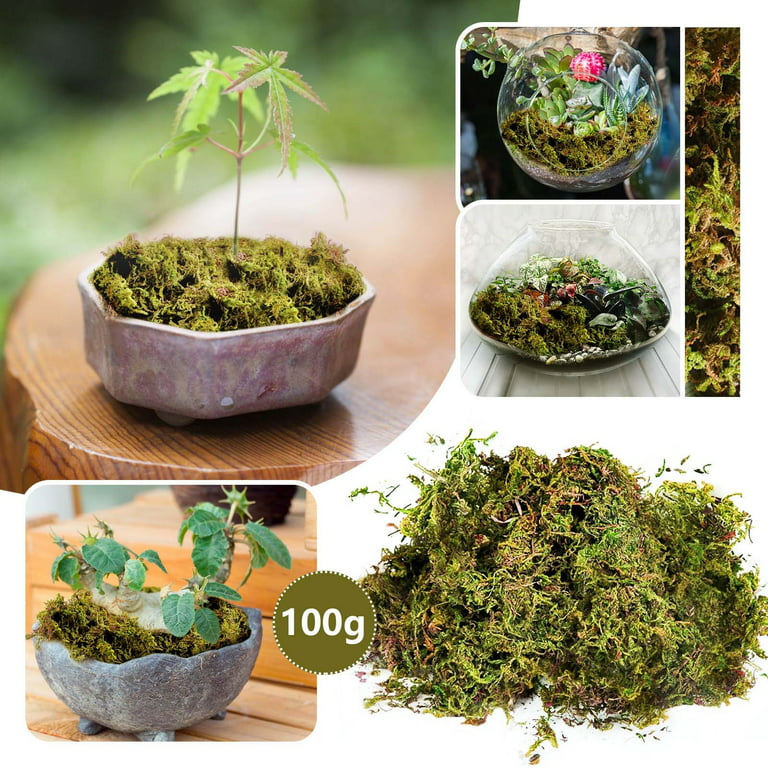 190g Large Capacity Fake Moss For Potted Plants, Artificial Natural Moss  For Fake Plants Indoor, Moss For Home & Office Decor, DIY Crafts, Forest  Moss For Hamsters