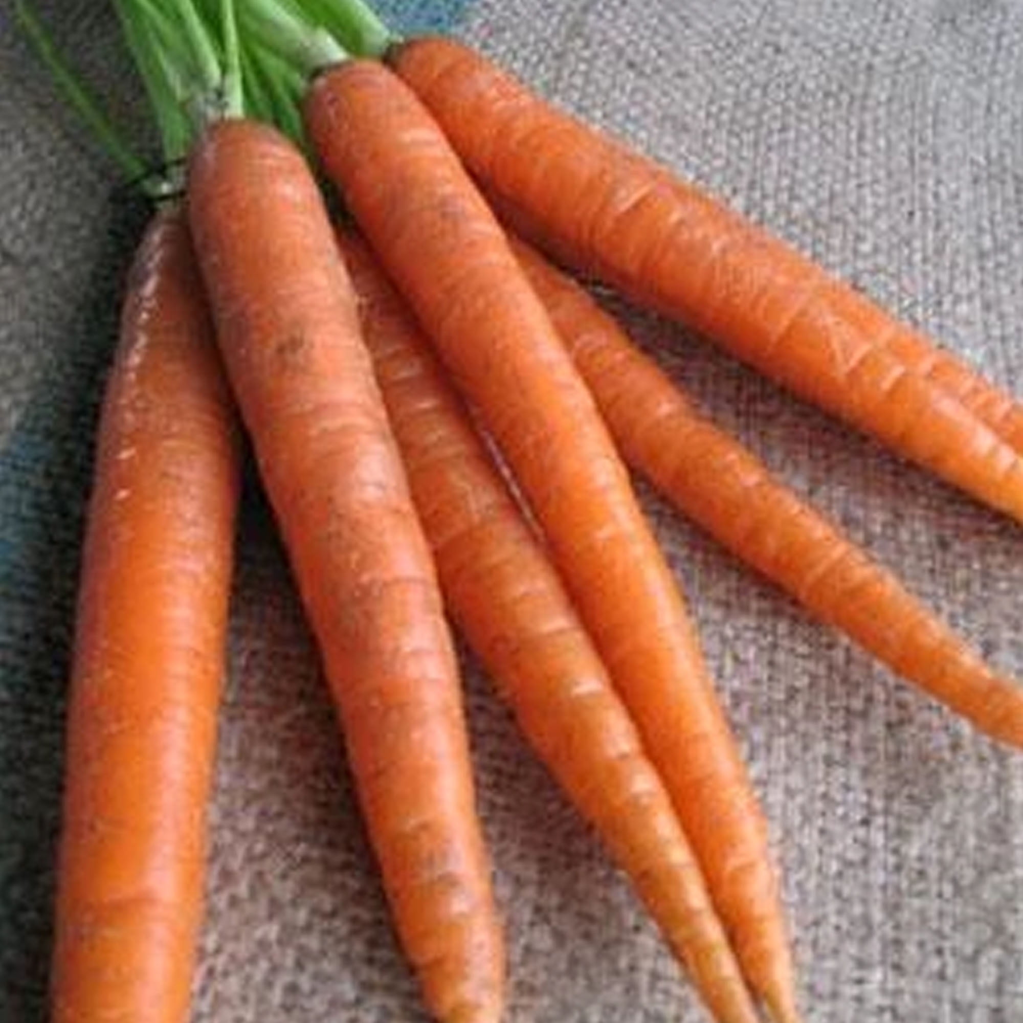 carrot seedlings carrot seedlings