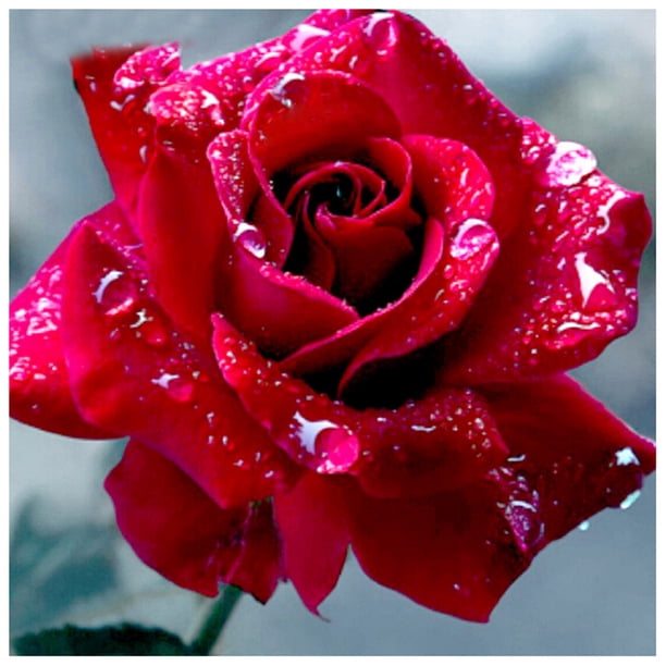 Pintura de Diamante Wdftyju Rosa Flor Rhinestone Bordado Decoración del Hogar
