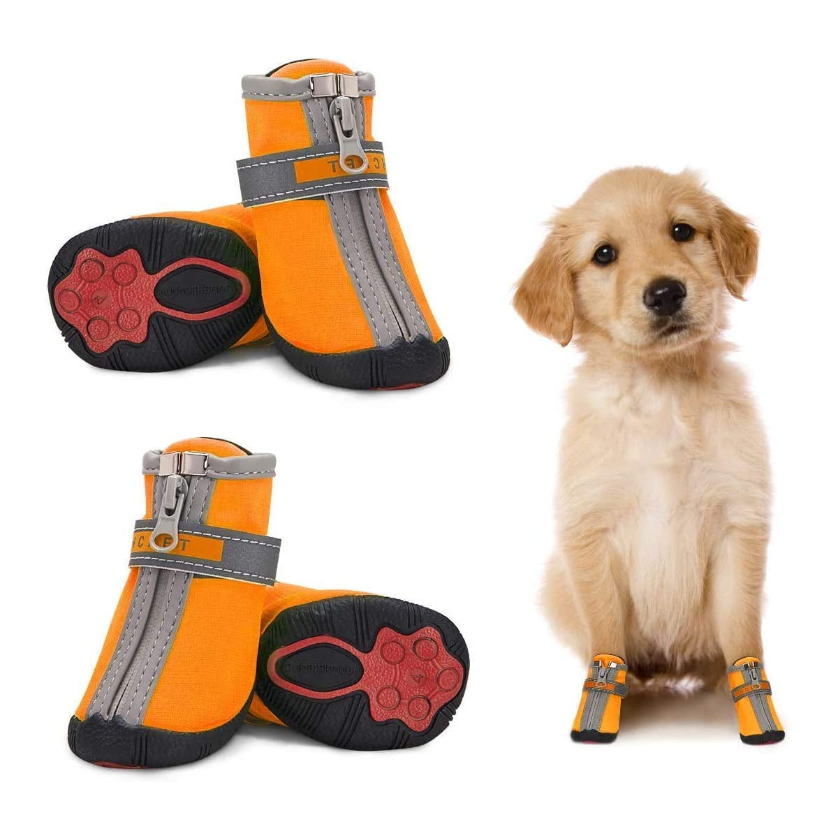 Why Does My Dog Steal My Shoes