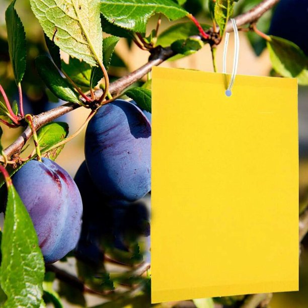 20 piezas de trampas adhesivas profesionales de doble cara, trampas antiinsectos voladores para moscas, pulgones, polillas para plantas de jardín, flores y frutas, con bridas (15 x 25 cm)