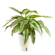 Costa Farms Live 14-inch Tall, Trending Tropicals Collection Schismatoglottis Wallichii, Medium Indirect Sunlight, Indoor House or Office Tabletop Plant, in 6-inch Self Watering Pot