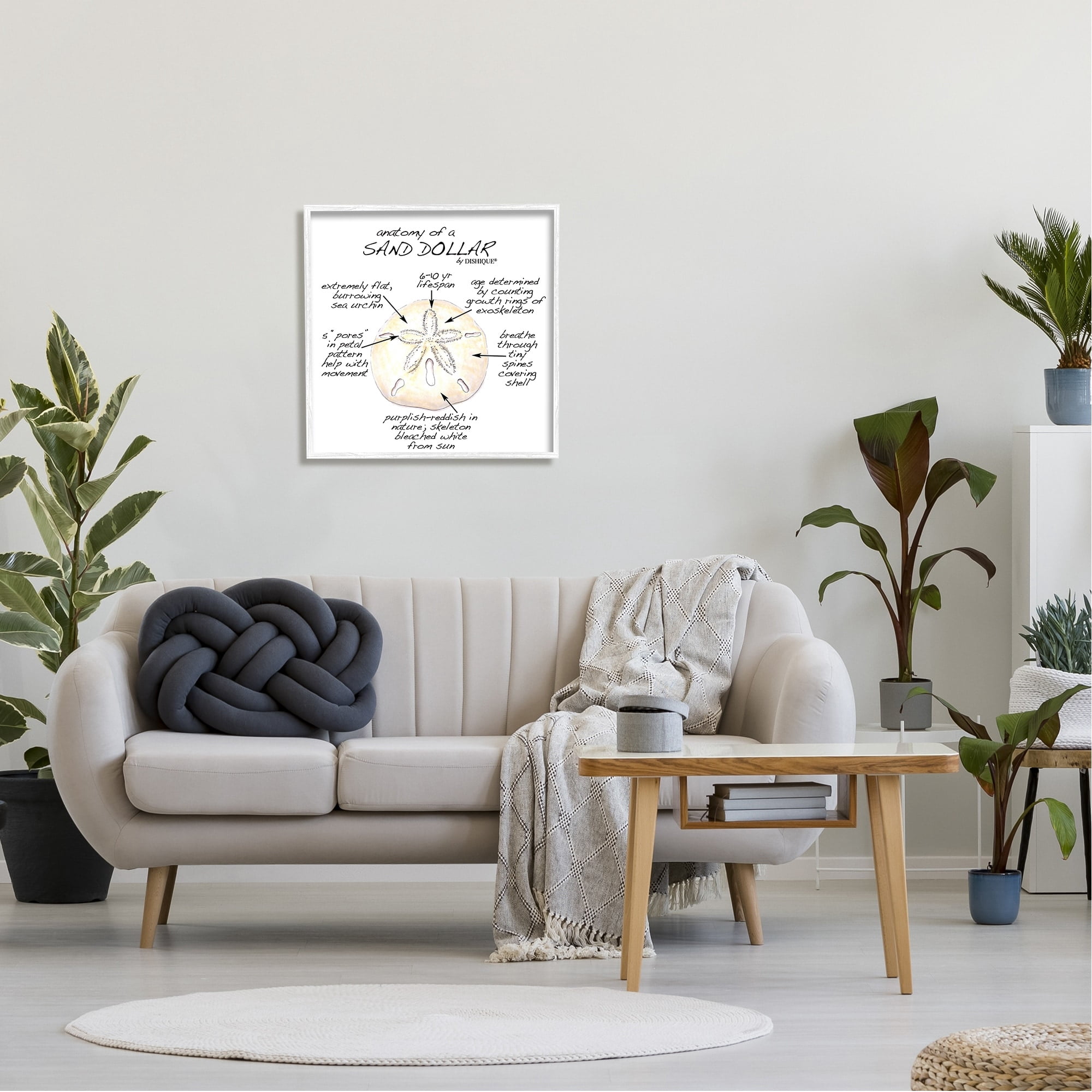 Stupell Industries Informative Sand Dollar Learning Chart Nautical Education Graphic Art White Framed Art Print Wall Art, Design by Dishique