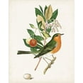 thumbnail image 2 of Unknown  12x14 White Modern Wood Framed Museum Art Print Titled - Antique Bird-Botanical and Egg I, 2 of 4