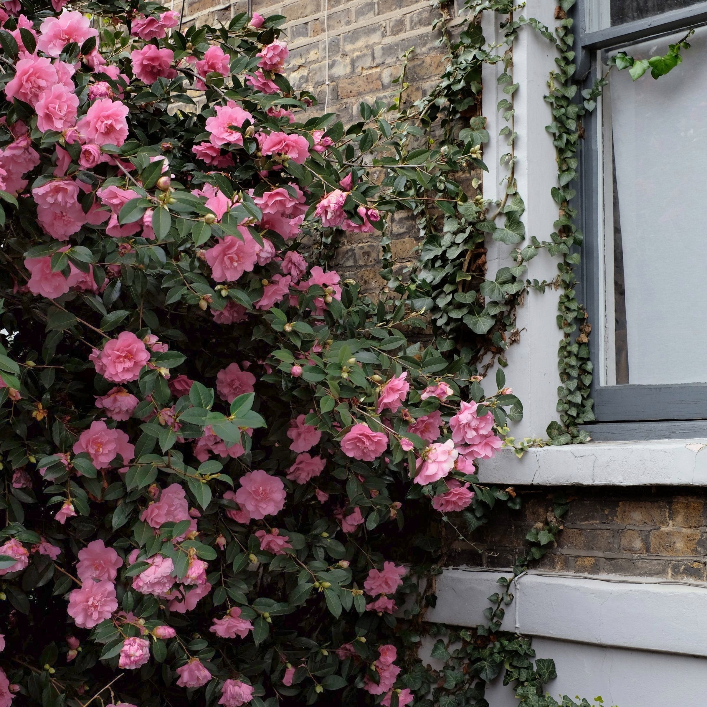 National Plant Network 1 gal. Camellia Taylors Perfection Live Shrub