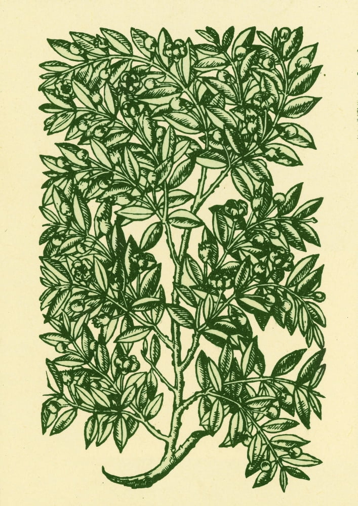 Myrtle Alchemy Plant Rolled Canvas Art Science Source