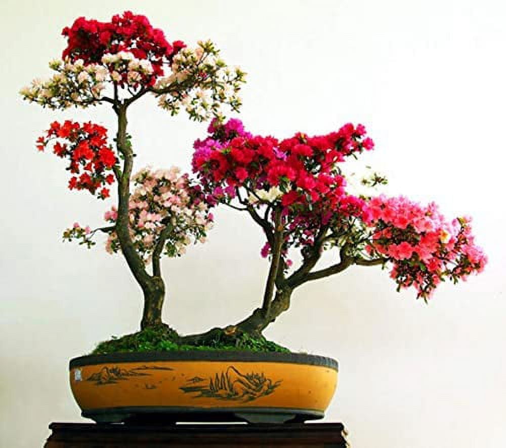 sweet gum bonsai tree Sow Nurtured Bonsai Pine & Sweet Gum Seeds Grow Kit in Traditional Bon –  Bees Seeds