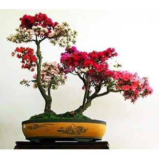 white pine bonsai 63 Year Old Japanese White Pine Specimen Bonsai Tree main image 0