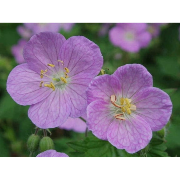 5 Wild Geranium Roots Spotted Cranesbill Geranium Bulbs for Planting Geranium Maculatum Bare Roots Wildflower