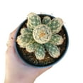 thumbnail image 6 of Lady Fingers Cactus Mammillaria Elongata (2"+ Clay Pot) - Tiny, Lovely, Easy to Care Cactus for Beginners - Unique Shaped Cactus - Live Cactus for Home Office, 6 of 8