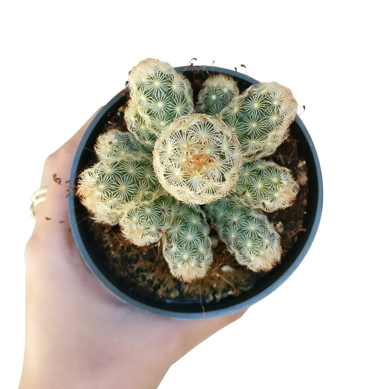 Lady Fingers Cactus Mammillaria Elongata (2"+ Clay Pot) - Tiny, Lovely,  Easy to Care Cactus for Beginners - Unique Shaped Cactus - Live Cactus for  Home Office - Walmart.com