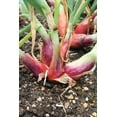 thumbnail image 3 of TomorrowSeeds - Monique French Pink Shallot Sets (Bulbs) - Semi Long Onion Set Fall Spring Planting Gardening Seed 2025 - 1/2 Pound, 3 of 10
