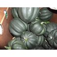 thumbnail image 5 of 50 Table Queen ACORN SQUASH Winter Cucurbita Pepo Vegetable Seeds, 5 of 5