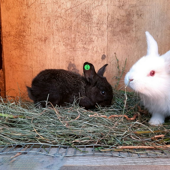 HEANUJJ Versatile Green Ear Tags for Rabbits and Small Animals 100Pcs