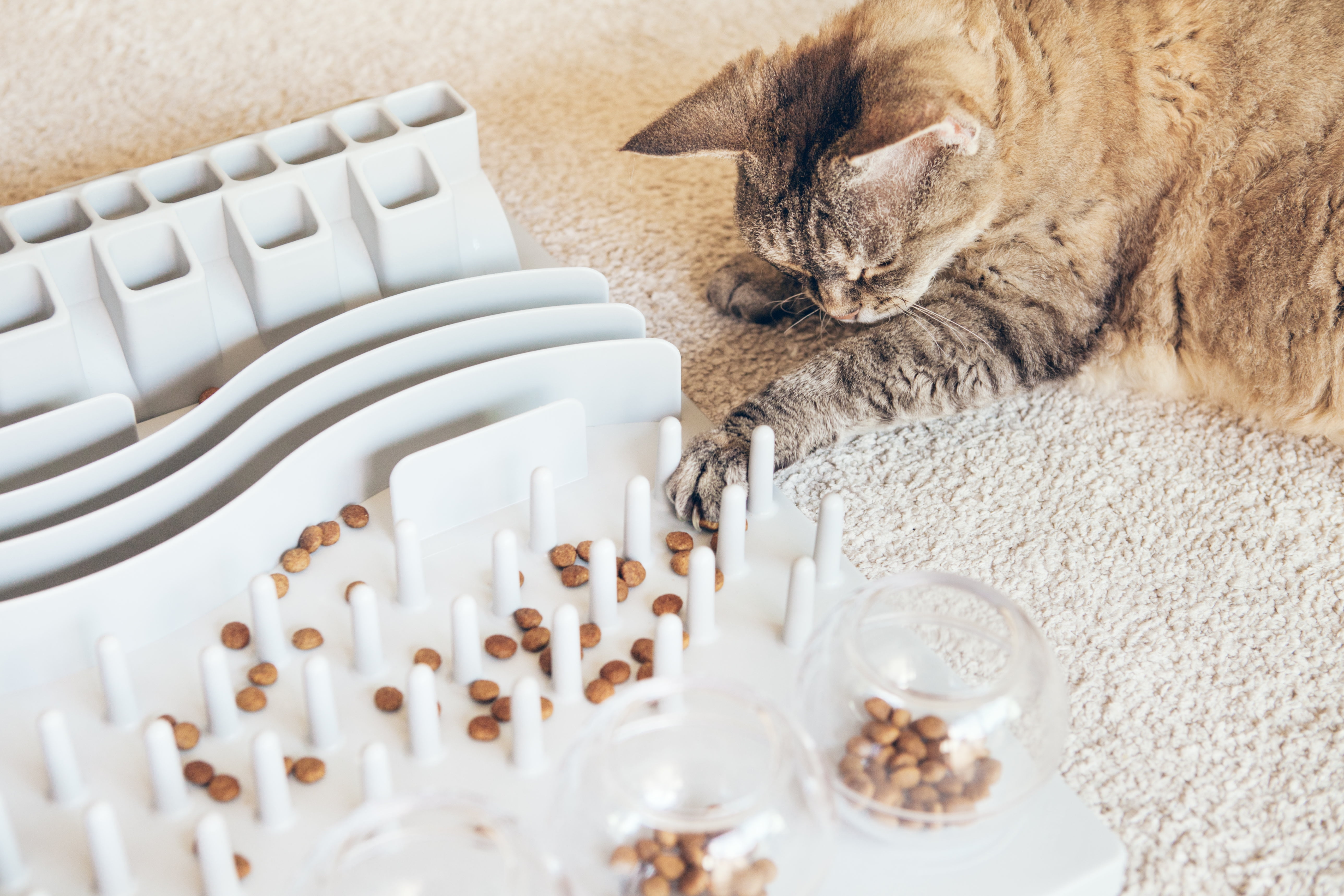 Trixie Activity Flip Board is a Fun Puzzle Toy for Cats - Patience for Cats