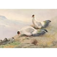 thumbnail image 2 of George Edward Lodge 18x14 Black Ornate Wood Framed Double Matted Museum Art Print Titled - White Eared-Pheasant (1918-1922), 2 of 5