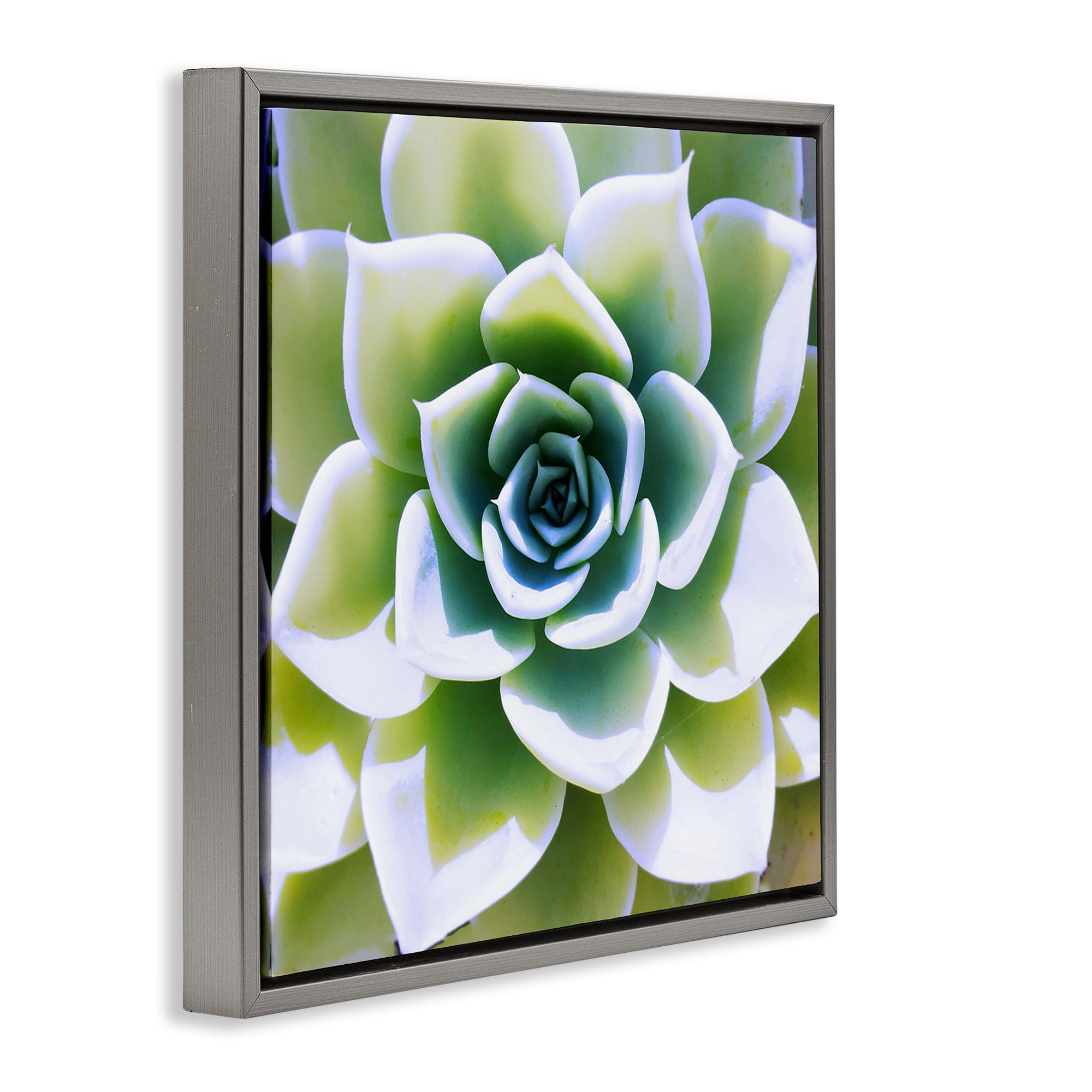 Stupell Industries Green Succulent Nature Close Up Botanical & Floral Photography Gray Floater Framed Canvas Art Print Wall Art, 25 x 25
