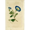 thumbnail image 2 of Art Licensing Studio 22x32 Black Ornate Wood Framed with Double Matting Museum Art Print Titled - Blue Flower, 2 of 4