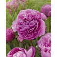 thumbnail image 2 of Bulbes de fleurs TASC - Pivoine Dr. Alexander Fleming (plante vivace), 2 of 2
