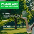 thumbnail image 4 of Moringa en polvo s - 800 mg de polvo de moringa puro y rico en nutrientes - Un súper antioxidante verde natural - Favorece la energía, 4 of 5