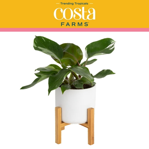Costa Farms Trending Tropicals Live Indoor 14in. Tall Green White