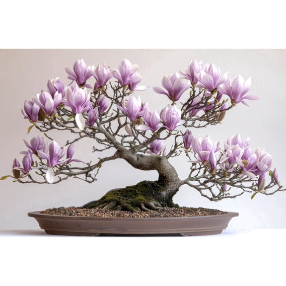 10 Saucer Magnolia Bonsai Tree Seeds for Planting