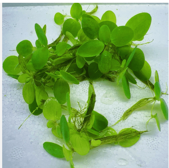 Floating Wonders Plant Pack – Live Freshwater Floating Aquarium Plants