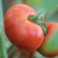 thumbnail image 4 of Burpee Cloudy Day Tomato Vegetable Seed, 1-Pack, 4 of 6