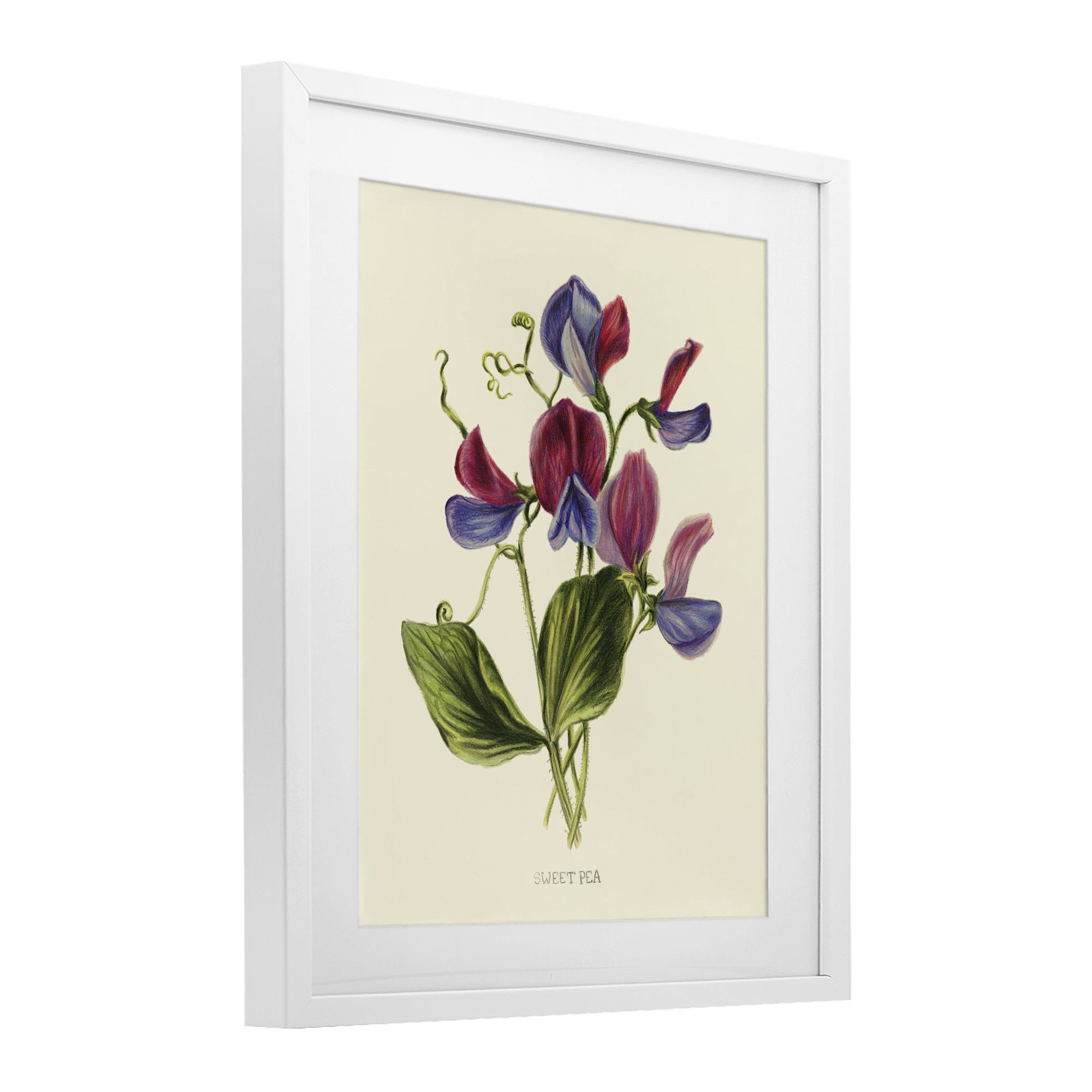 Stupell Industries Vintage Sweet Pea Blossoms White Framed Print Under Glass, design by Connie Resch