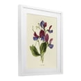 thumbnail image 2 of Stupell Industries Shabby Chic Vintage Sweet Pea Blossoms White Framed Print Under Glass, 17 x 21, by Connie Resch, 2 of 8