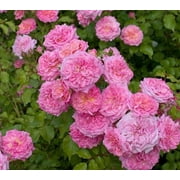 Sweet Drift Pink Groundcover Rose - Live Plant ( 1 QT )